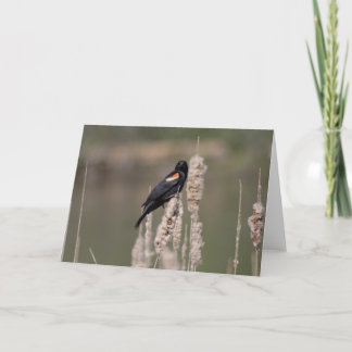 IV. Enkel is een merel ook één Kaart