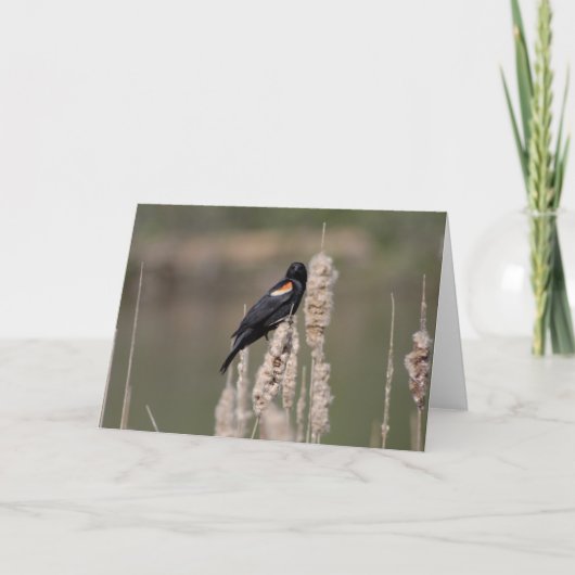 IV. Enkel is een merel ook één Kaart (Voorkant)