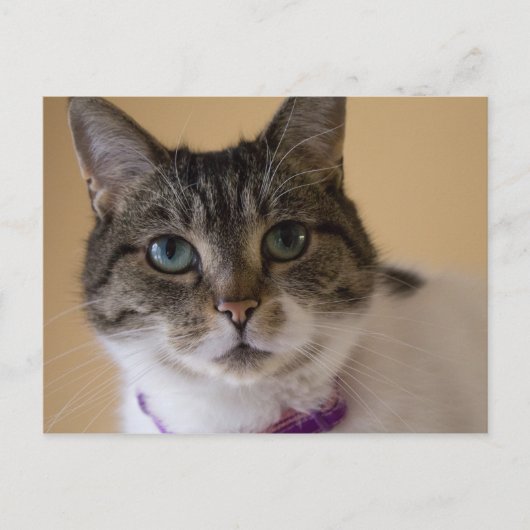 Ivey Briefkaart (Voorkant)