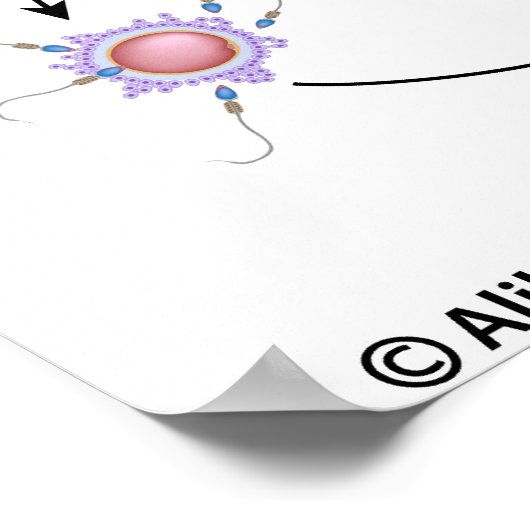 IVF procedure niet-geëtiketteerd diagram. Poster (Hoek)