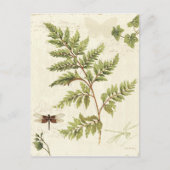Ivies & Ferns Briefkaart (Voorkant)