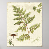 Ivies & Ferns Poster (Voorkant)