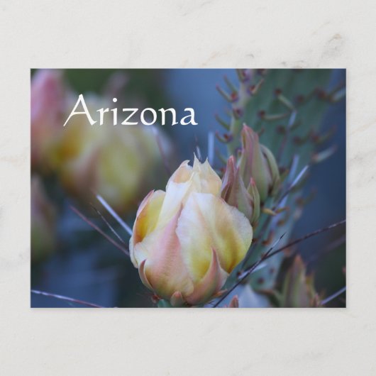 Ivoor cactus bloem, Arizona Briefkaart (Voorkant)