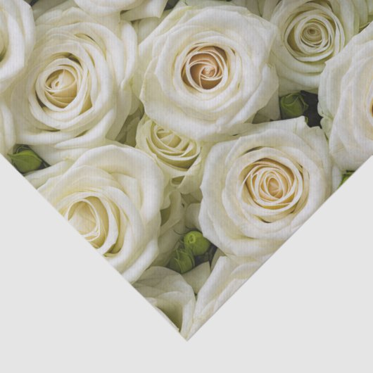 Ivoor Rozen tissuepapier (Detail)