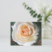 Ivoor White Summer Roos Briefkaart (Staand voorkant)