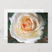 Ivoor White Summer Roos Briefkaart (Voorkant / Achterkant)