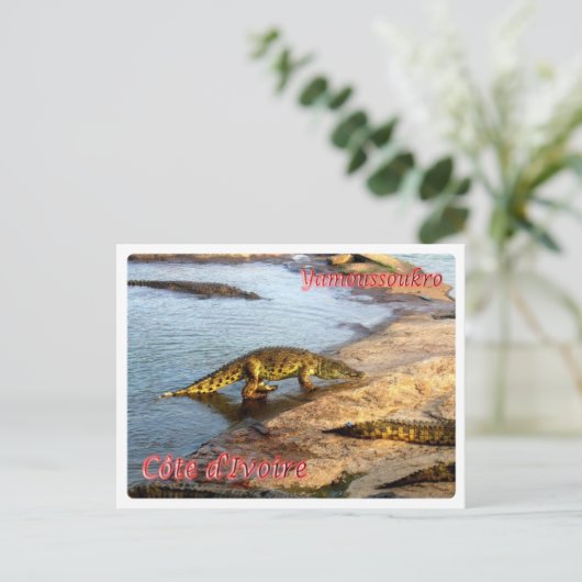 Ivoorkust - Yamoussoukro - Briefkaart (Staand voorkant)