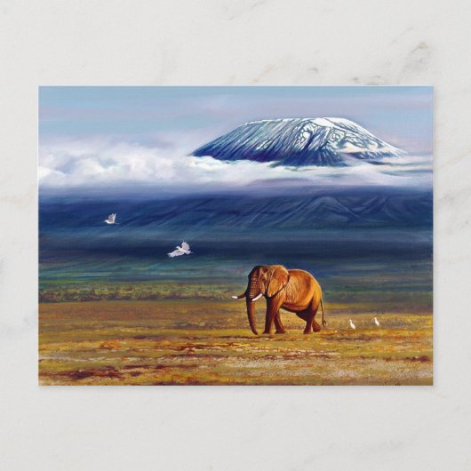 Ivoorsneeuw en zilverreigers briefkaart (Voorkant)