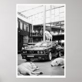 ivoorwolfskool | Wolven en een auto Poster (Voorkant)