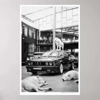 ivoorwolfskool | Wolven en een auto Poster