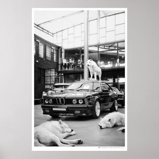 ivoorwolfskool | Wolven en een auto Poster (Voorkant)