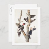 Ivory-billed Woodpecker, 1829, (print) Briefkaart (Voorkant / Achterkant)