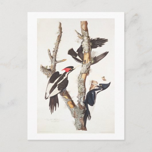 Ivory-billed Woodpecker, 1829, (print) Briefkaart (Voorkant)