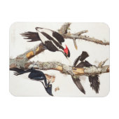 Ivory-billed Woodpecker, 1829, (print) Magneet (Horizontaal)