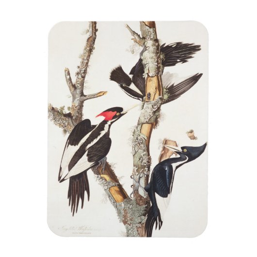 Ivory-billed Woodpecker, 1829, (print) Magneet (Verticaal)