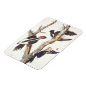 Ivory-billed Woodpecker, 1829, (print) Magneet (Linkerzijde)
