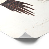 Ivory-billed Woodpecker, 1829, (print) Poster (Hoek)