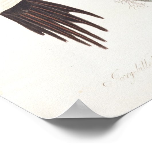 Ivory-billed Woodpecker, 1829, (print) Poster (Hoek)