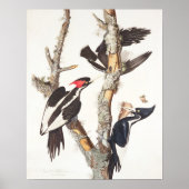 Ivory-billed Woodpecker, 1829, (print) Poster (Voorkant)