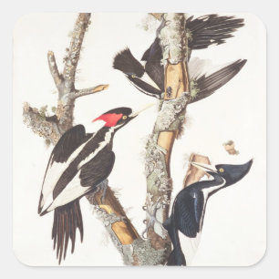 Ivory-billed Woodpecker, 1829, (print) Vierkante Sticker