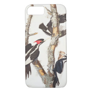 Ivory-billing Woodpecker, 1829, () Case-Mate iPhone Case