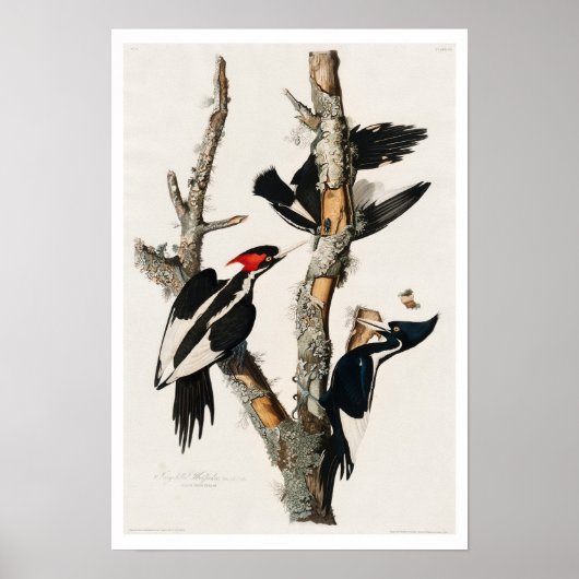 Ivory-billing Woodpecker door Poster van Audubon (Voorkant)