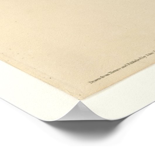 Ivory-billing Woodpecker Poster (Hoek)