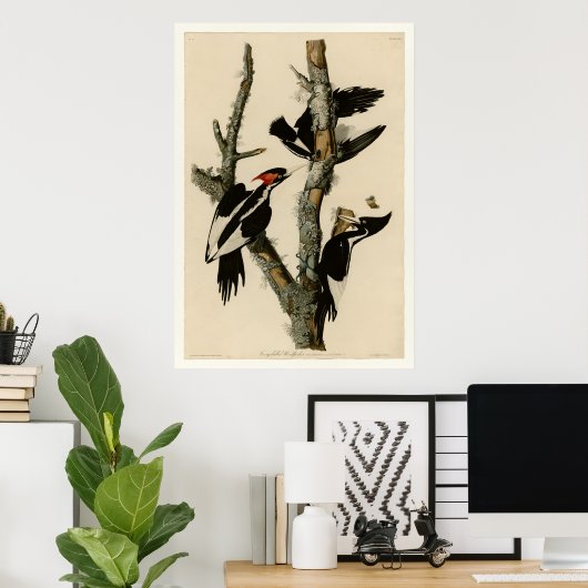 Ivory-billing Woodpecker Poster (Thuiskantoor)