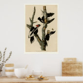 Ivory-billing Woodpecker Poster (Keuken)