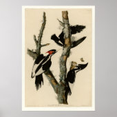 Ivory-billing Woodpecker Poster (Voorkant)