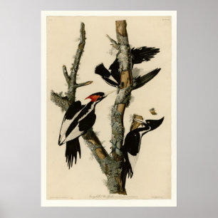 Ivory-billing Woodpecker Poster