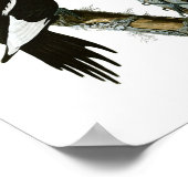 Ivory-billing Woodpecker Poster Print (Hoek)