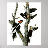 Ivory-billing Woodpecker Poster Print (Voorkant)