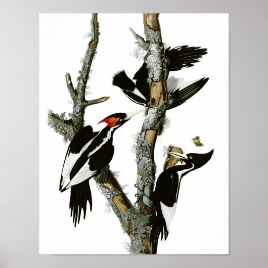 Ivory-billing Woodpecker Poster Print (Voorkant)