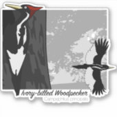 Ivory-billing Woodpecker Sticker (Voorkant)