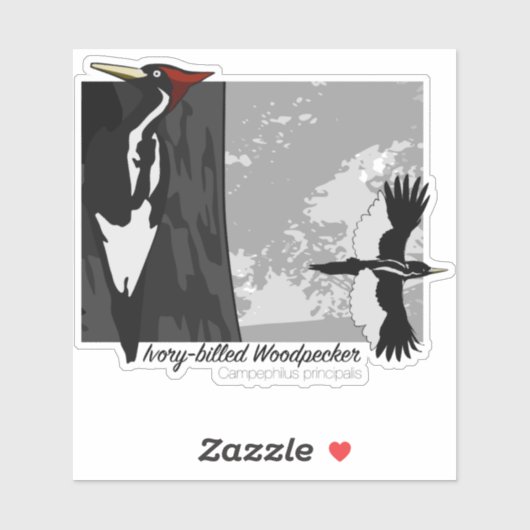 Ivory-billing Woodpecker Sticker (Vel)