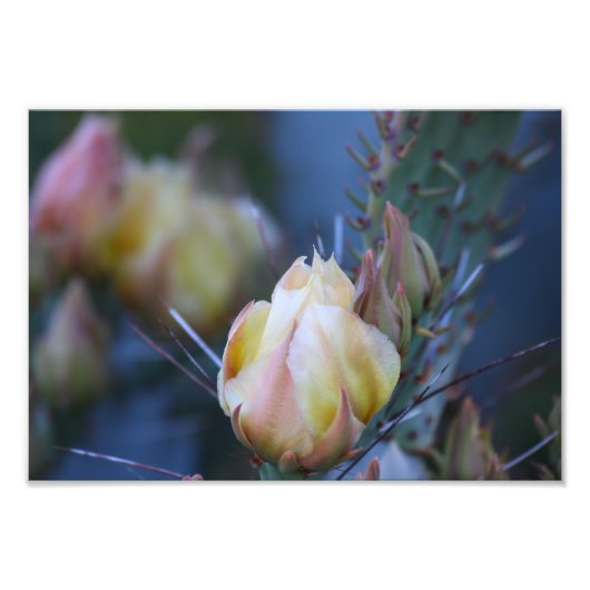 Ivory cactus bud foto afdruk (Voorkant)