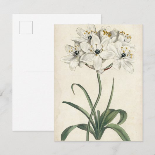 Ivory Garden Briefkaart (Voorkant / Achterkant)