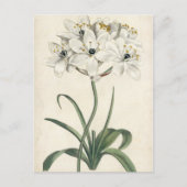 Ivory Garden Briefkaart (Voorkant)