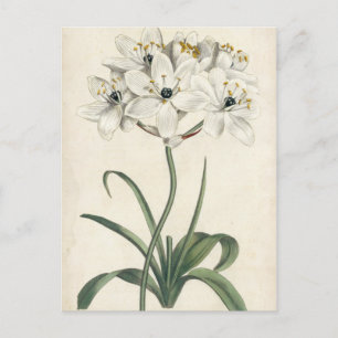 Ivory Garden Briefkaart