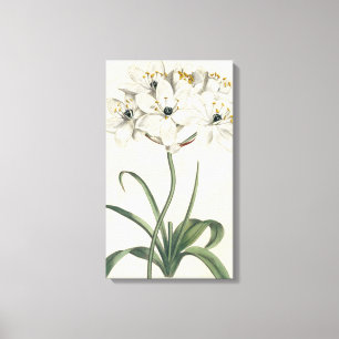 Ivory Garden Canvas Afdruk