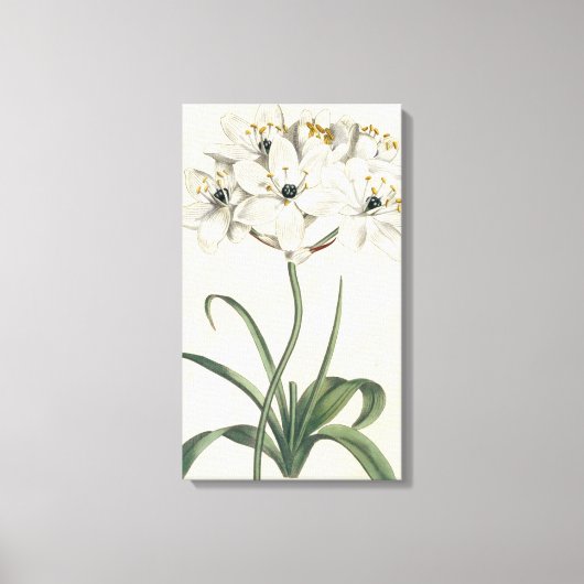 Ivory Garden Canvas Afdruk (Voorkant)