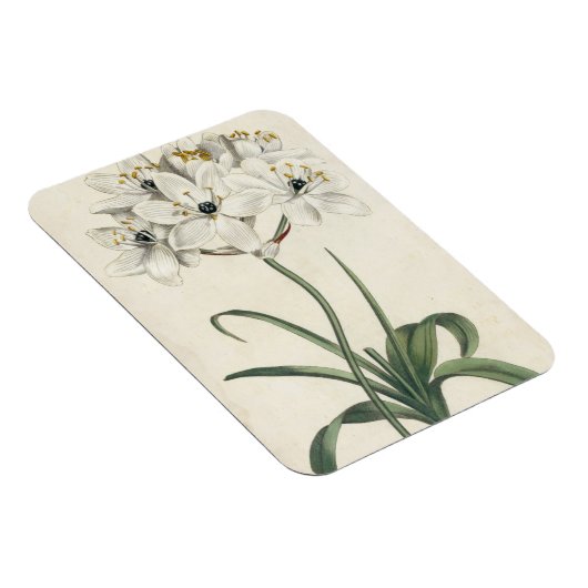 Ivory Garden Magneet (Rechterzijde)