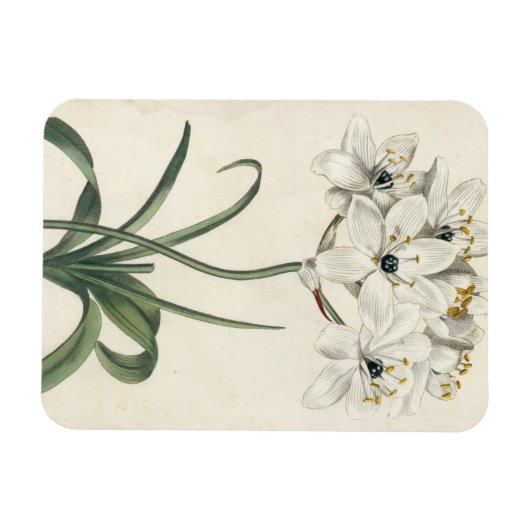 Ivory Garden Magneet (Horizontaal)