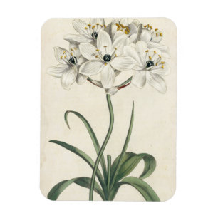 Ivory Garden Magneet