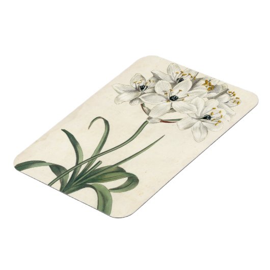 Ivory Garden Magneet (Linkerzijde)