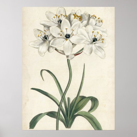 Ivory Garden Poster (Voorkant)