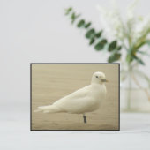 Ivory gull Briefkaart (Staand voorkant)