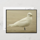 Ivory gull Briefkaart (Voorkant / Achterkant)