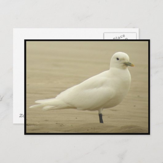 Ivory gull Briefkaart (Voorkant / Achterkant)